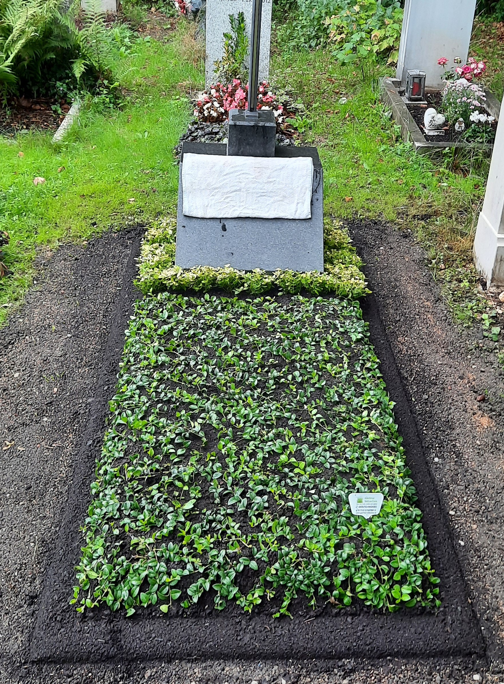 Neuanlage mit Immergr&uuml;n
