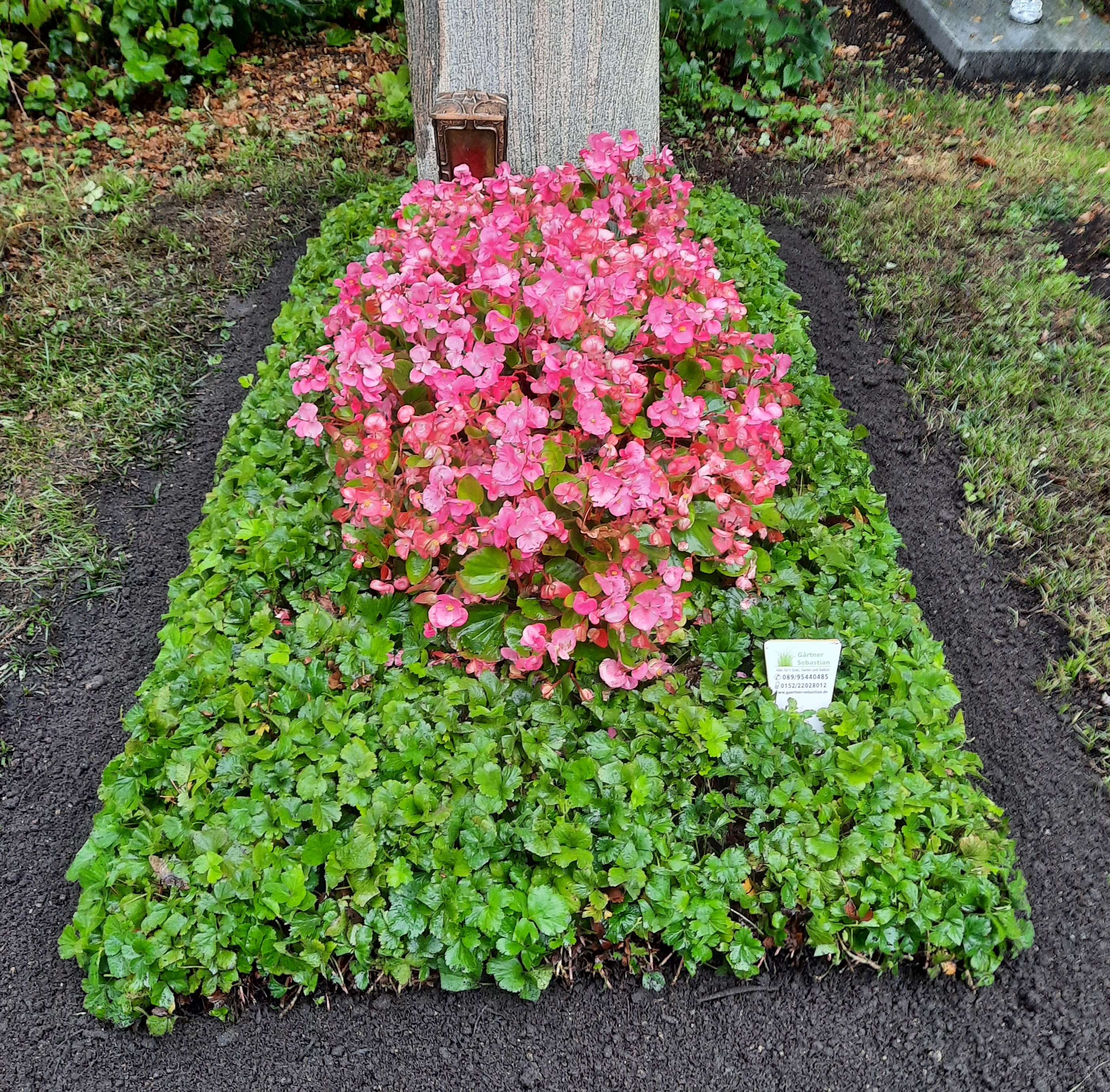 Neuanlage mit Waldsteinia